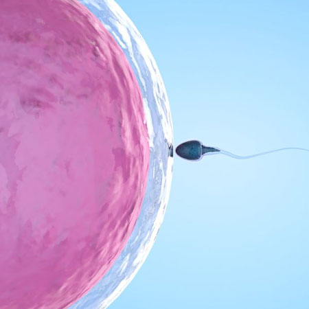 Donor Oocyte Treatmentin Kanhangad